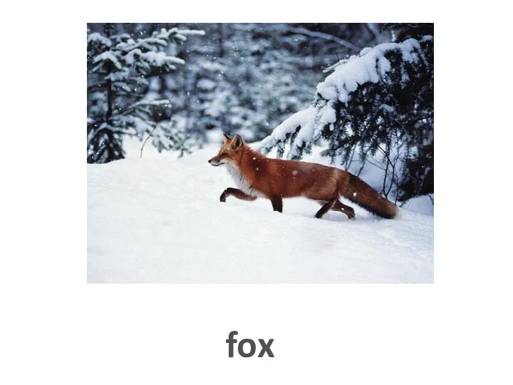 fox