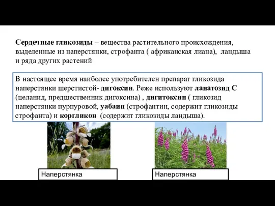 Сердечные гликозиды – вещества растительного происхождения, выделенные из наперстянки, строфанта ( африканская