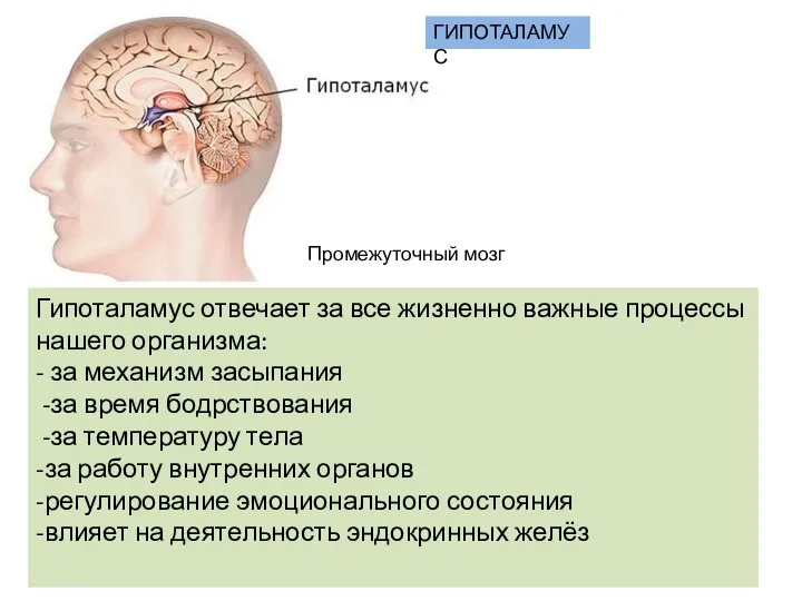 Промежуточный мозг Гипоталамус отвечает за все жизненно важные процессы нашего организма: -