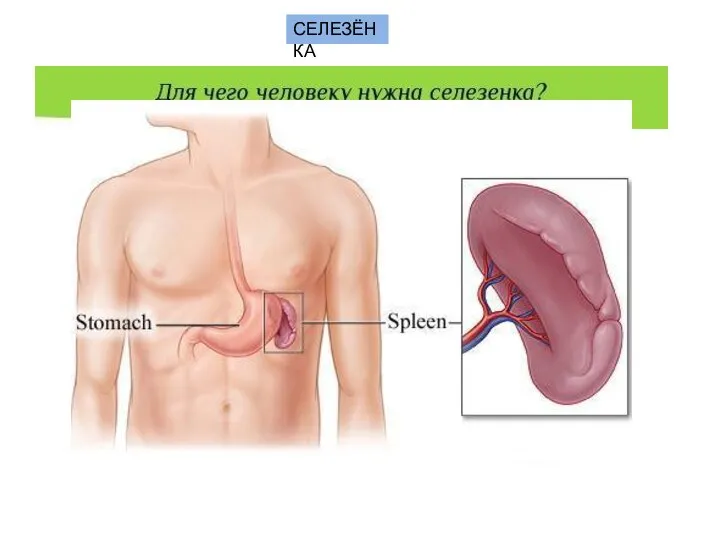 СЕЛЕЗЁНКА