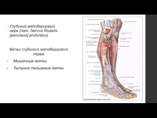 Глубокий малоберцовый нерв (лат. Nervus fibularis [peroneus] profundus) Ветви глубокого малоберцового нерва: