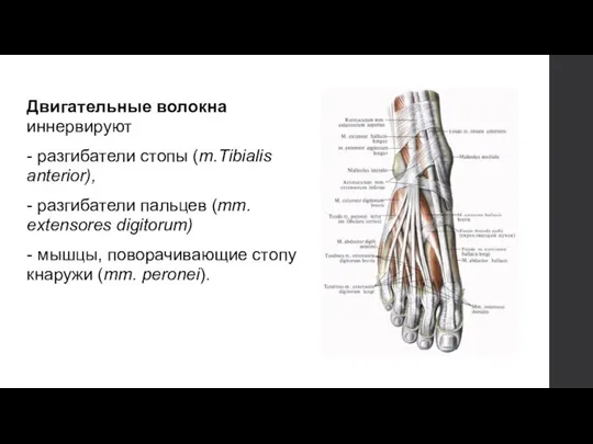 Двигательные волокна иннервируют - разгибатели стопы (m.Tibialis anterior), - разгибатели пальцев (mm.