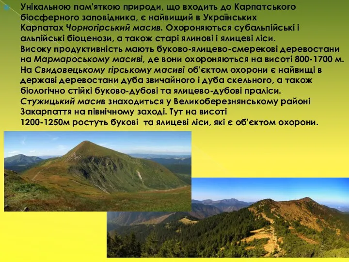 Унікальною пам'яткою природи, що входить до Карпатського біосферного заповідника, є найвищий в