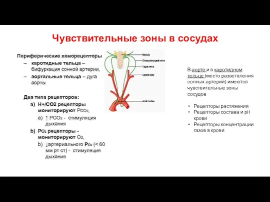 Чувствительные зоны в сосудах В аорте и в каротидном тельце (место разветвления