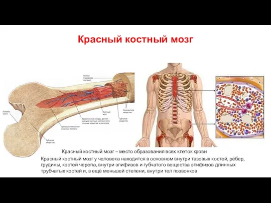 Красный костный мозг Красный костный мозг – место образования всех клеток крови