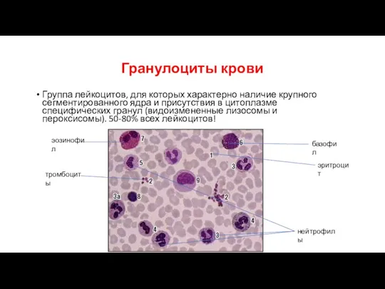 Гранулоциты крови Группа лейкоцитов, для которых характерно наличие крупного сегментированного ядра и