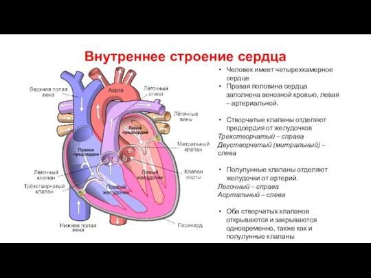Внутреннее строение сердца Человек имеет четырехкамерное сердце Правая половина сердца заполнена венозной