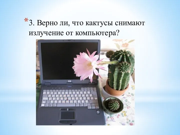 3. Верно ли, что кактусы снимают излучение от компьютера?