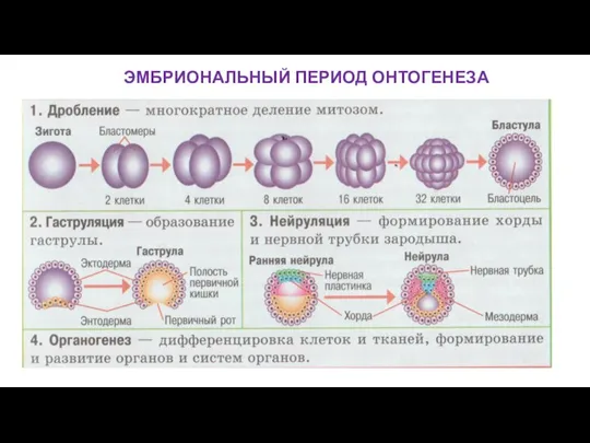 ЭМБРИОНАЛЬНЫЙ ПЕРИОД ОНТОГЕНЕЗА