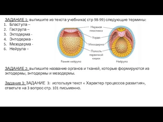 ЗАДАНИЕ 1: выпишите из текста учебника( стр 98-99) следующие термины: Бластула –