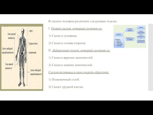 В скелете человека различают следующие отделы: I. Осевой скелет, который состоит из: