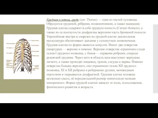 Грудная клетка, грудь (лат. Thorax) — одна из частей туловища. Образуется грудиной,