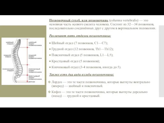 Позвоночный столб, или позвоночник (columna vertebralis) — это основная часть осевого скелета