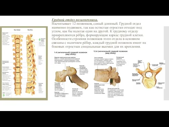 Грудной отдел позвоночника. Насчитывает 12 позвонков, самый длинный. Грудной отдел наименее подвижен,