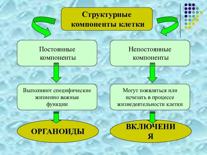 Постоянные компоненты Непостоянные компоненты Структурные компоненты клетки Выполняют специфические жизненно важные функции