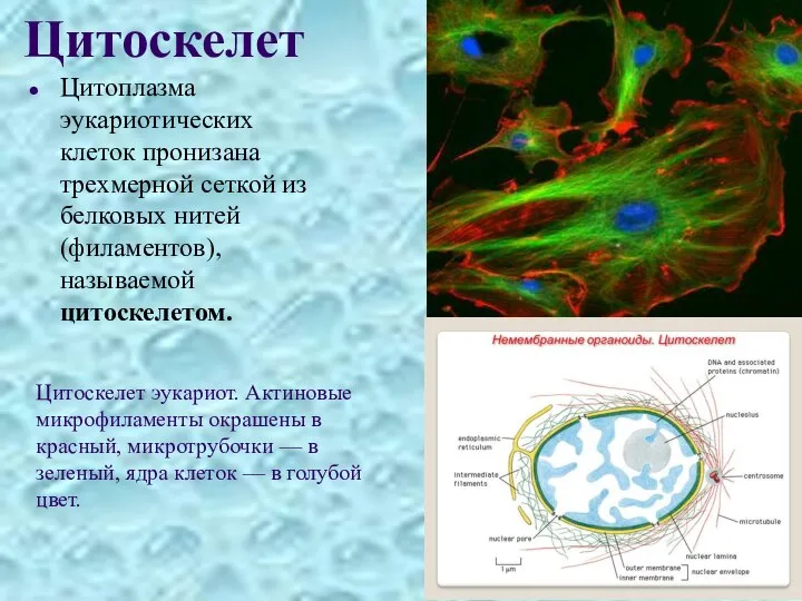 Цитоскелет Цитоплазма эукариотических клеток пронизана трехмерной сеткой из белковых нитей (филаментов), называемой