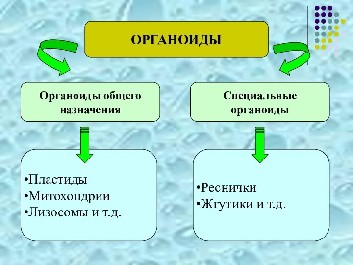 ОРГАНОИДЫ Органоиды общего назначения Специальные органоиды Пластиды Митохондрии Лизосомы и т.д. Реснички Жгутики и т.д.