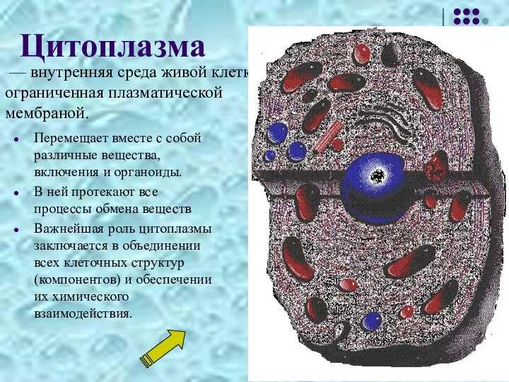 Цитоплазма — внутренняя среда живой клетки, ограниченная плазматической мембраной. Перемещает вместе с