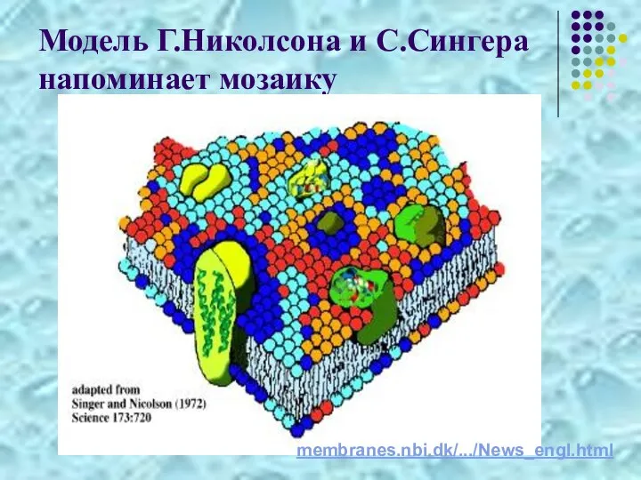 Модель Г.Николсона и С.Сингера напоминает мозаику membranes.nbi.dk/.../News_engl.html