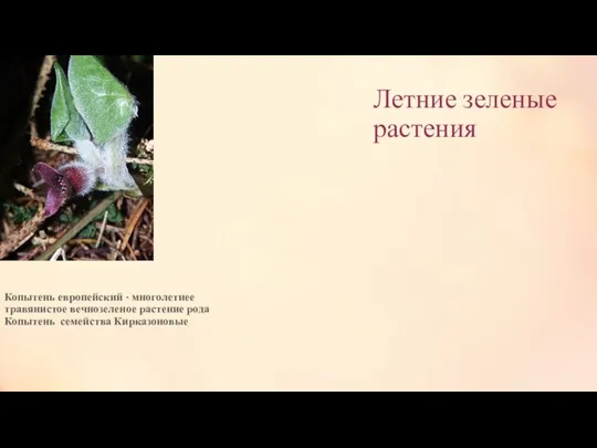 Летние зеленые растения Копытень европейский - многолетнее травянистое вечнозеленое растение рода Копытень семейства Кирказоновые