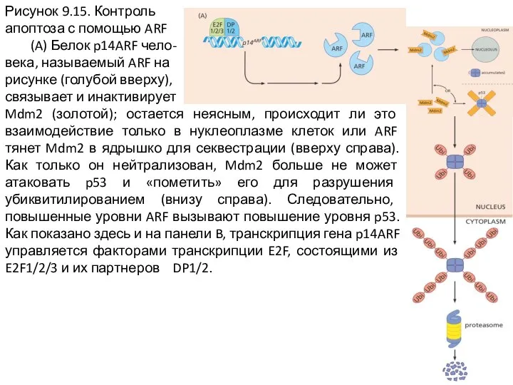 Рисунок 9.15. Контроль апоптоза с помощью ARF (A) Белок p14ARF чело- века,