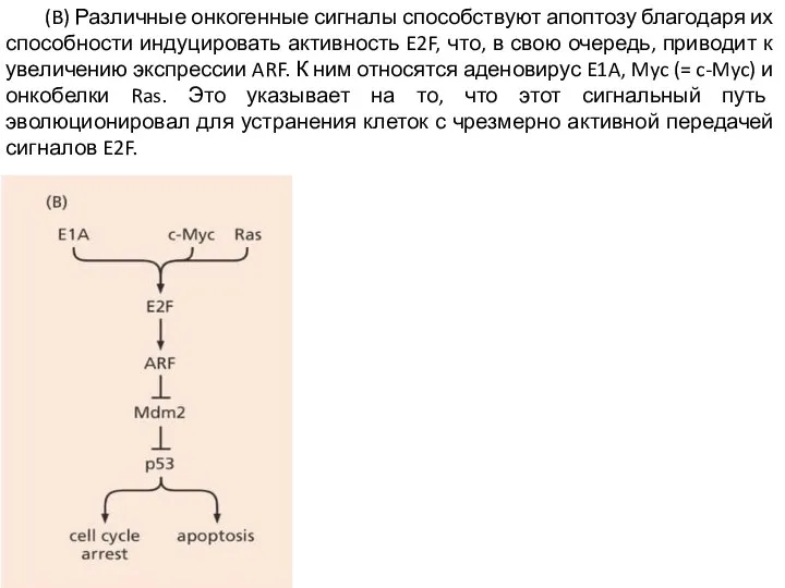 (B) Различные онкогенные сигналы способствуют апоптозу благодаря их способности индуцировать активность E2F,