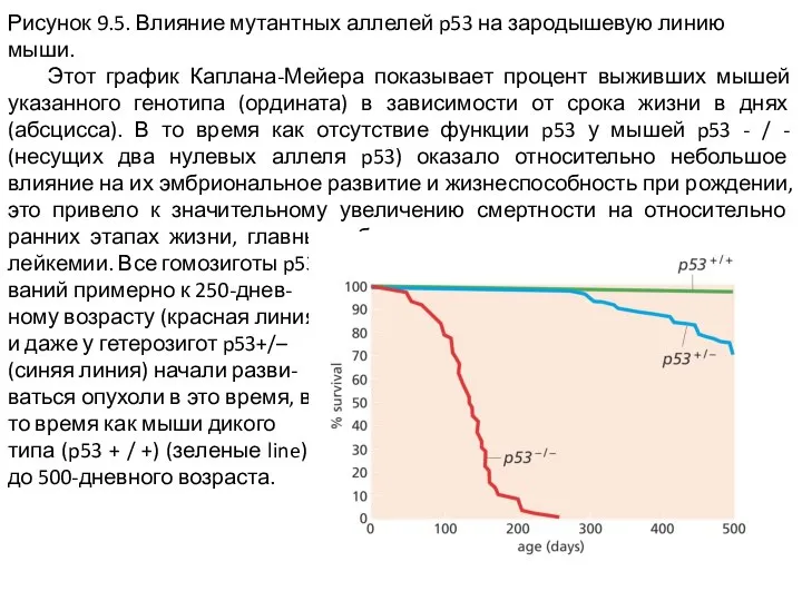 Рисунок 9.5. Влияние мутантных аллелей p53 на зародышевую линию мыши. Этот график