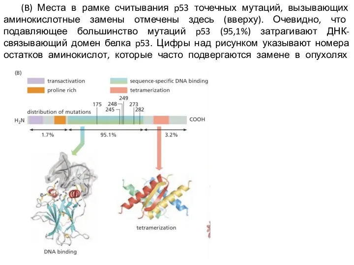 (B) Места в рамке считывания p53 точечных мутаций, вызывающих аминокислотные замены отмечены