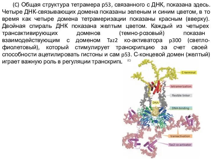 (C) Общая структура тетрамера р53, связанного с ДНК, показана здесь. Четыре ДНК-связывающих