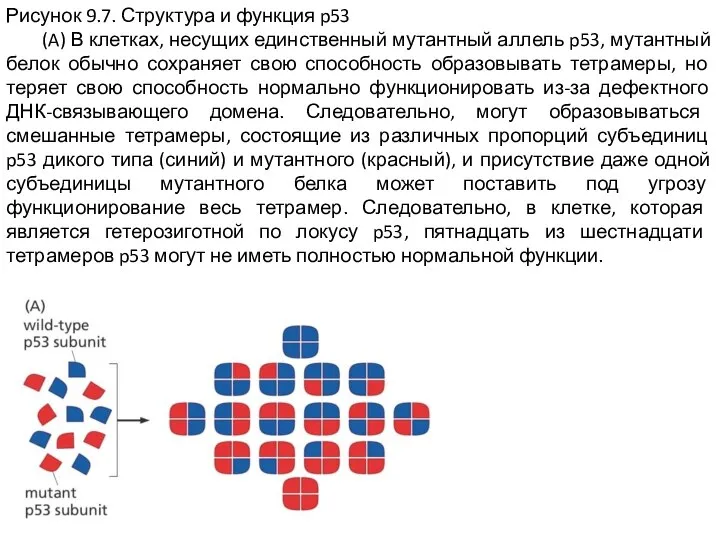 Рисунок 9.7. Структура и функция p53 (A) В клетках, несущих единственный мутантный