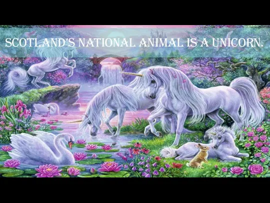 Scotland’s national animal is a unicorn.