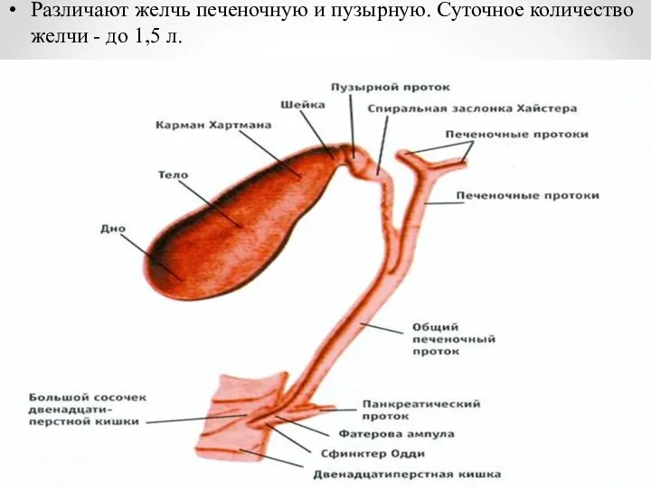 Различают желчь печеночную и пузырную. Суточное количество желчи - до 1,5 л.