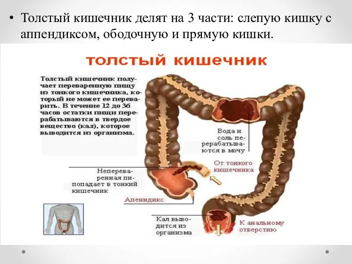 Толстый кишечник делят на 3 части: слепую кишку с аппендиксом, ободочную и прямую кишки.