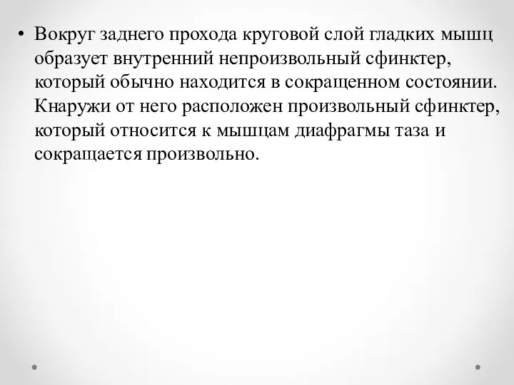 Вокруг заднего прохода круговой слой гладких мышц образует внутренний непроизвольный сфинктер, который