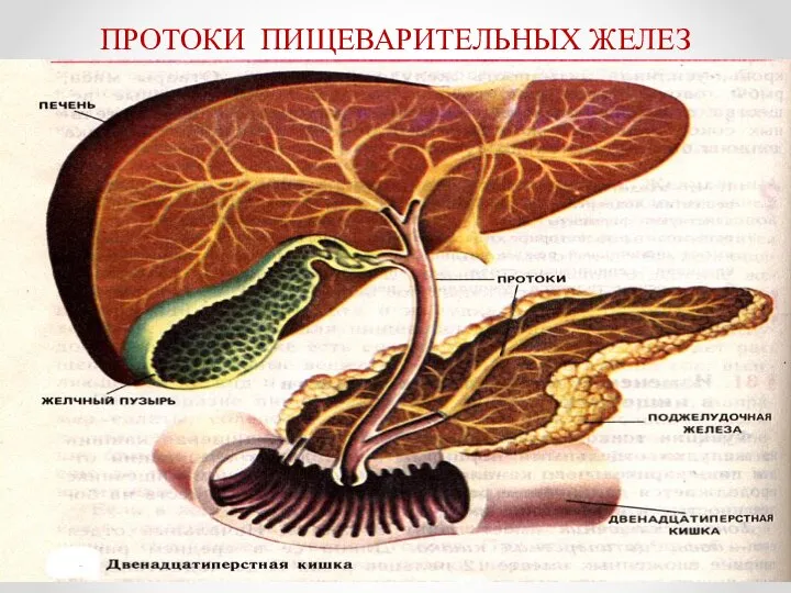 ПРОТОКИ ПИЩЕВАРИТЕЛЬНЫХ ЖЕЛЕЗ