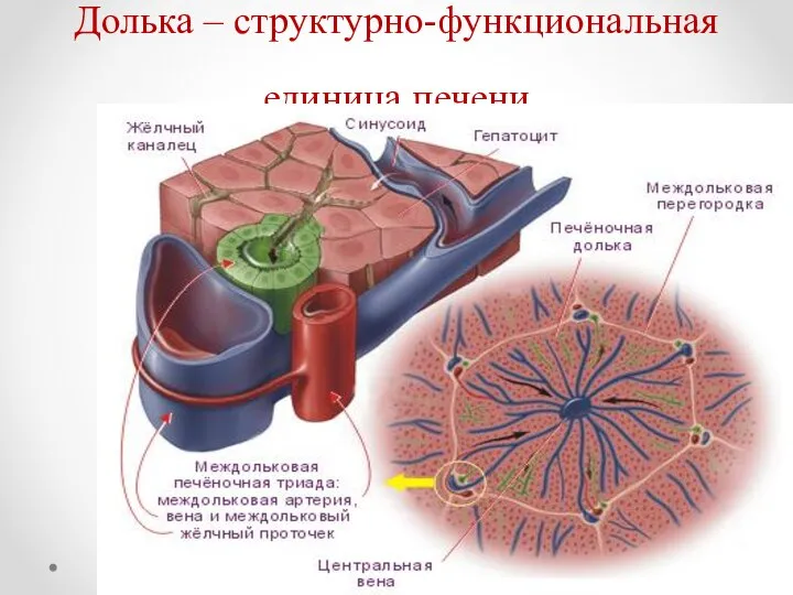 Долька – структурно-функциональная единица печени