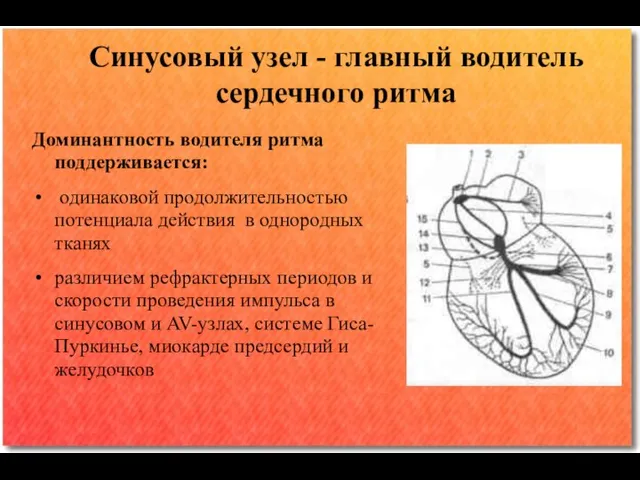 Синусовый узел - главный водитель сердечного ритма Доминантность водителя ритма поддерживается: одинаковой