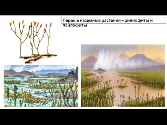 Первые наземные растения – риниофиты и псилофиты