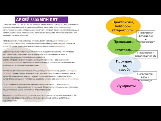 Прокариоты, анаэробы гетеротрофы Прокариоты, автотрофы Прокариоты, аэробы Появляется фотосинтез и хемосинтез Появляется