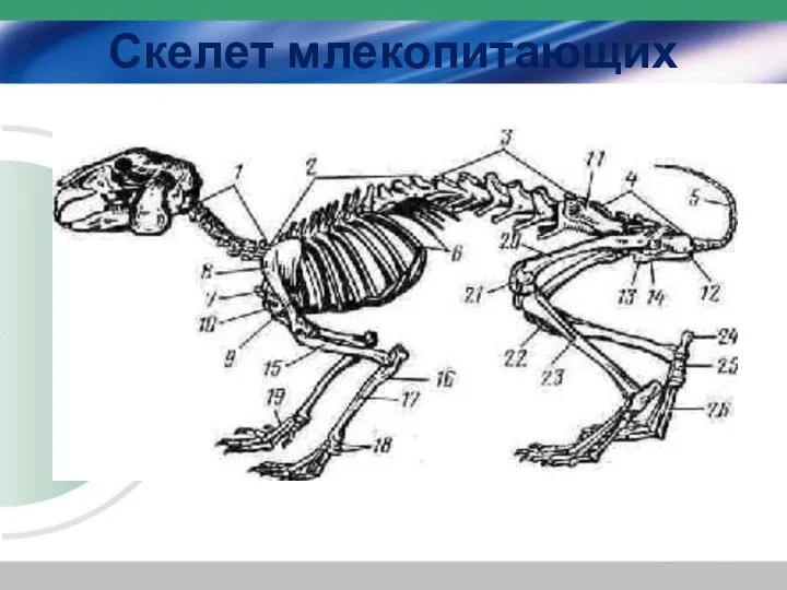 Скелет млекопитающих