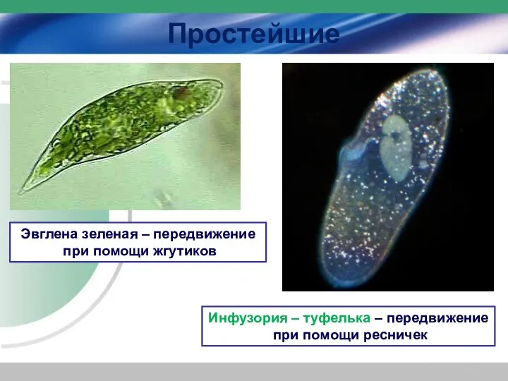 Простейшие Эвглена зеленая – передвижение при помощи жгутиков Инфузория – туфелька – передвижение при помощи ресничек