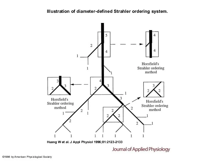 Illustration of diameter-defined Strahler ordering system. Huang W et al. J Appl