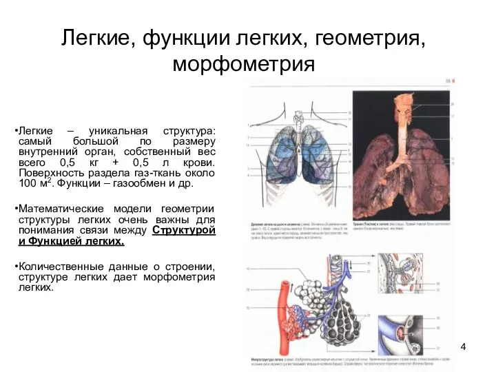 Легкие, функции легких, геометрия, морфометрия Легкие – уникальная структура: самый большой по