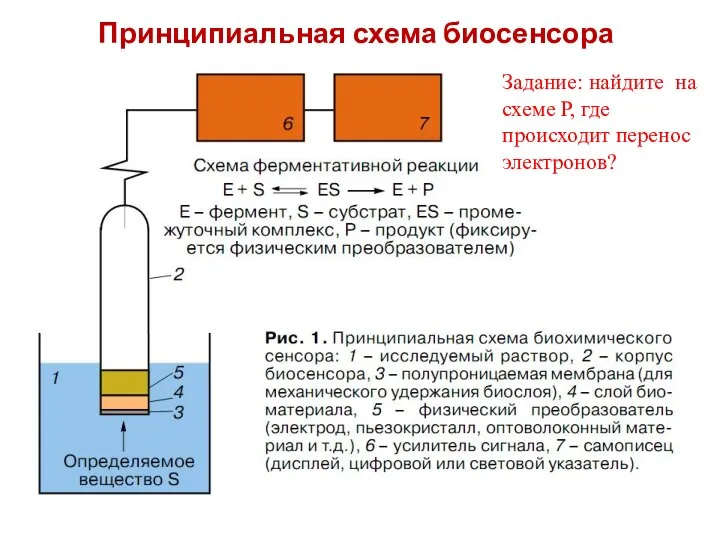 Принципиальная схема биосенсора Преобразователь Задание: найдите на схеме Р, где происходит перенос электронов?