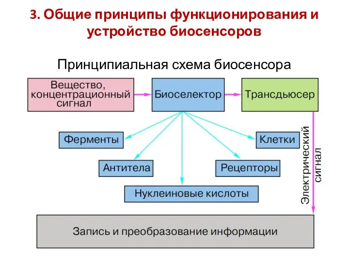 3. Общие принципы функционирования и устройство биосенсоров Принципиальная схема биосенсора