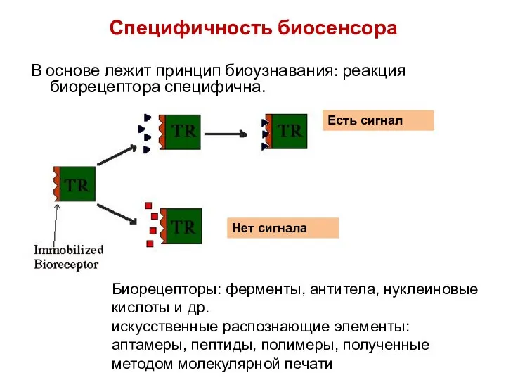 Специфичность биосенсора В основе лежит принцип биоузнавания: реакция биорецептора специфична. Биорецепторы: ферменты,