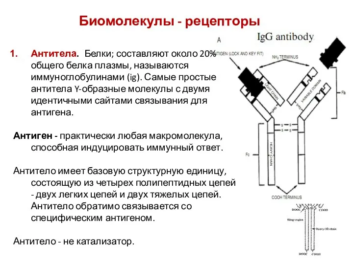 Биомолекулы - рецепторы Антитела. Белки; составляют около 20% общего белка плазмы, называются