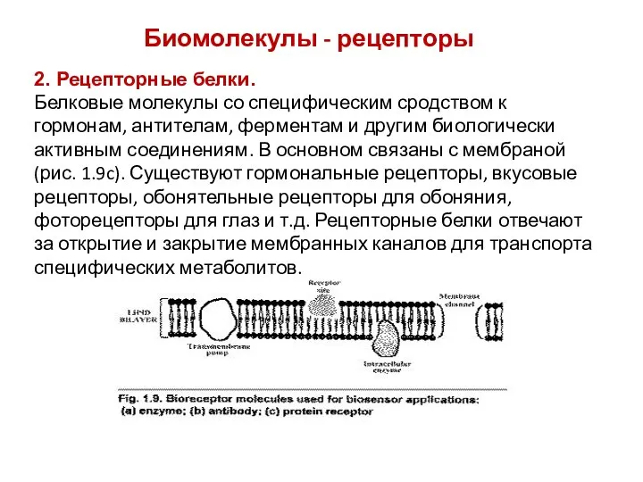 Биомолекулы - рецепторы 2. Рецепторные белки. Белковые молекулы со специфическим сродством к