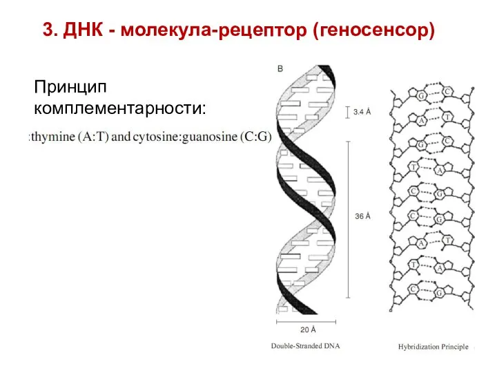 3. ДНК - молекула-рецептор (геносенсор) Принцип комплементарности: