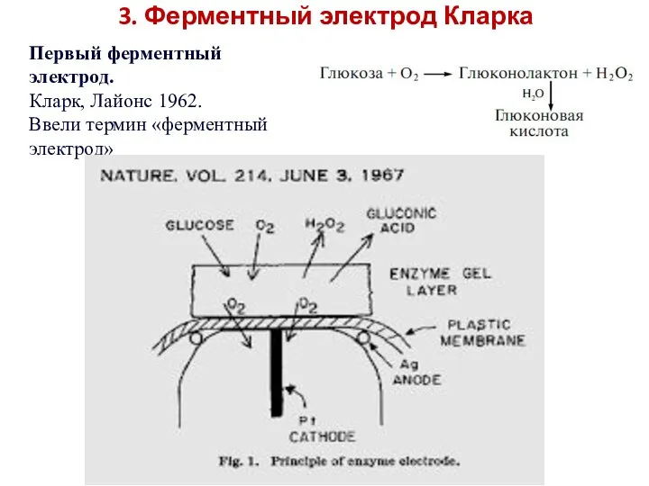 3. Ферментный электрод Кларка Первый ферментный электрод. Кларк, Лайонс 1962. Ввели термин «ферментный электрод»